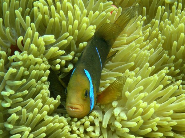 48- Poisson clown sur son anemone 
